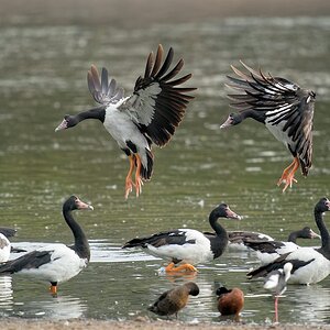 Magpie Goose landing (35).jpg