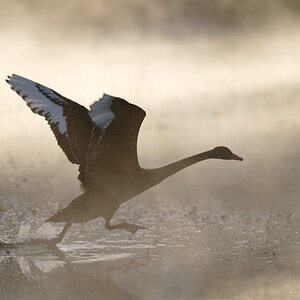 Black Swan running (1).jpg