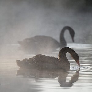 Black Swans in mist (2).jpg
