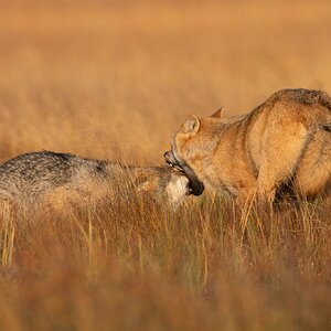 Dominant alfa wolf.jpg