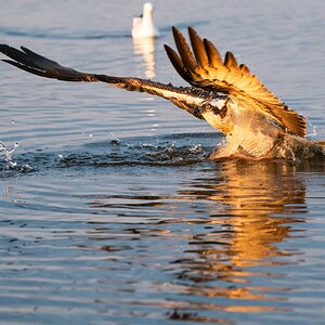 Osprey 3.jpg