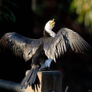 Little Pied Cormorant (8).jpg