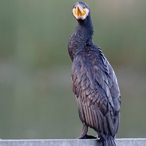 Great Cormorant (15).jpg