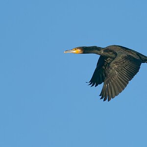 Great Cormorant IF (8).jpg