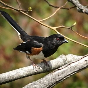 Towhee