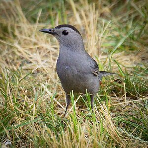 Catbird