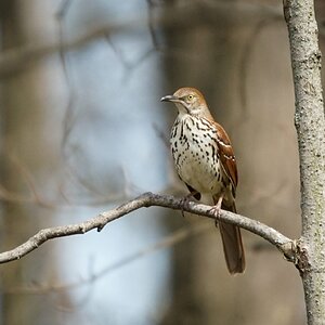 Brown Thrasher