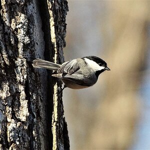 Carolina Chickadee