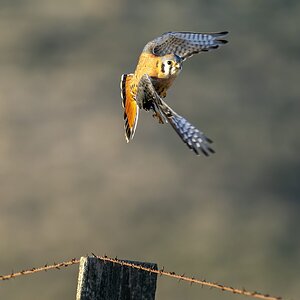 KestrelTakeOff2N-.jpg