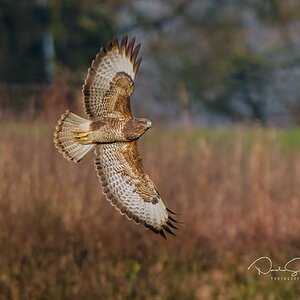 Buzzard ,(Buteo Buteo)