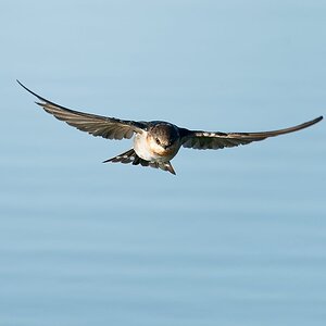 Fairy Marten or Welcome Swallow IF WTP (269).jpg
