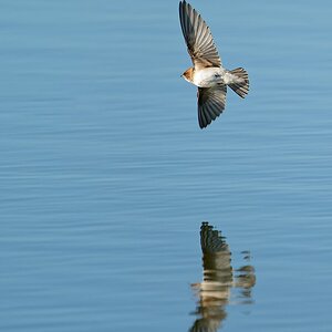 Fairy Marten or Welcome Swallow IF WTP (242).jpg