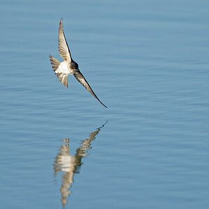 Fairy Marten or Welcome Swallow IF WTP (233).jpg