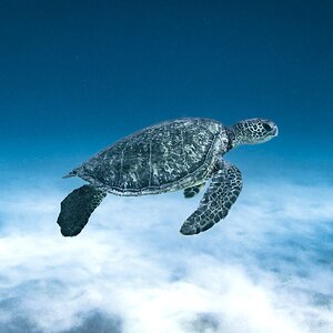 Honu in the blue