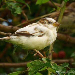 DSC03733-Edit.jpg