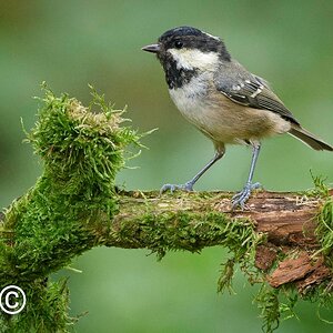 Coal Tit 11 Aug 23.jpg