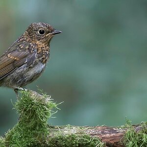 Young Robin 11 Aug 23.jpg