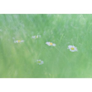 Dreamy Daisies