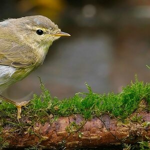 Willow Warbler Aug 2023.jpg