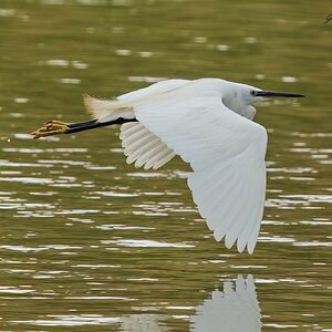  egret 2023.jpg