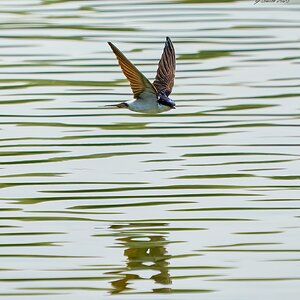 sand martin 2023 (2).jpg