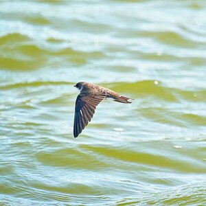 sand martin 2023 1.jpg