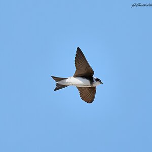 sand martin 2023 2.jpg