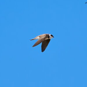 sand martin 2023 4.jpg