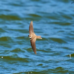 sand martin 2023 5.jpg