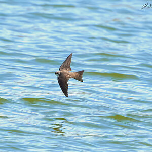 sand martin 2023.jpg