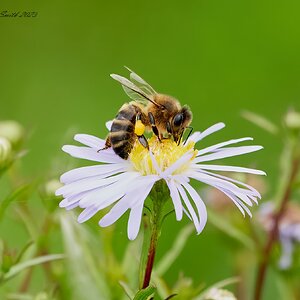 bees 2023 10.jpg