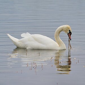 swan 2023 10.jpg