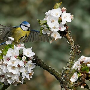 Blue Tit April 09 23.jpg