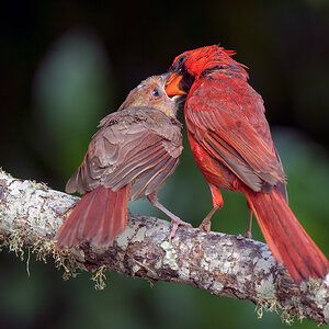 Northern Cardinal_RP25827.jpg