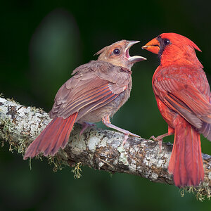 Northern Cardinal_RP25855.jpg