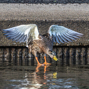 Duck walking on water