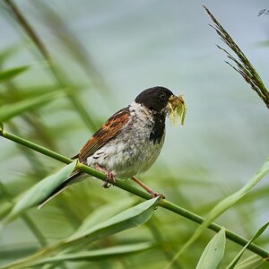  reed bunting 2023 1.jpg