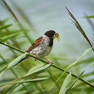  reed bunting 2023.jpg