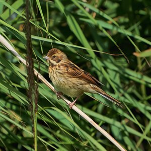 reed bunting 2023 33.jpg