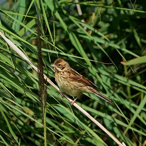 reed bunting 2023 34.jpg