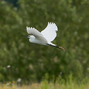 egret 2023 56.jpg