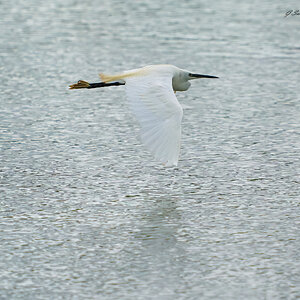 egret 2023 59.jpg