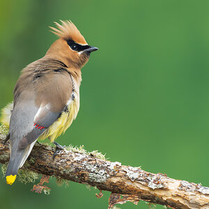 Cedar Waxwing_RP25310.jpg