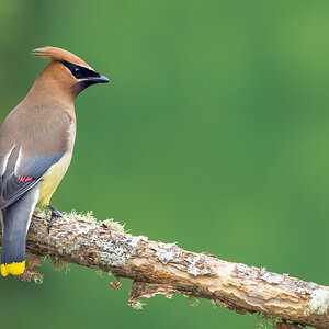 Cedar Waxwing_RP25067.jpg