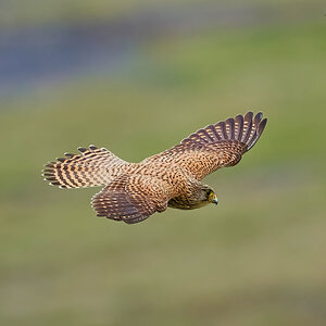 kestrel 2023 438.jpg