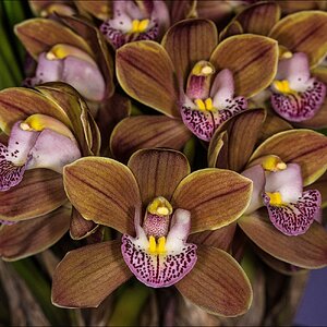 Cymbidiums r.jpg