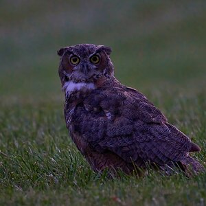Great Horned Owl - Brandywood - 08212023 - 02- DN.jpg