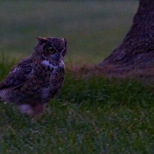Great Horned Owl - Brandywood - 08212023 - 06- DN.jpg