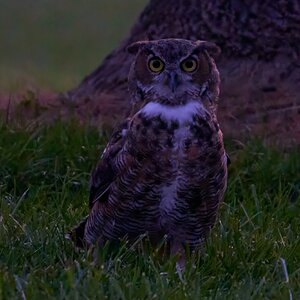 Great Horned Owl - Brandywood - 08212023 - 07- DN.jpg