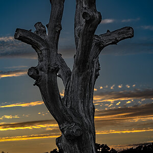 newforest_pig_sunset_day1-3.jpg